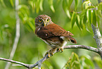 ferruginous pygmy owl