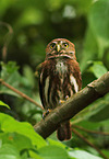 ferruginous pygmy owl