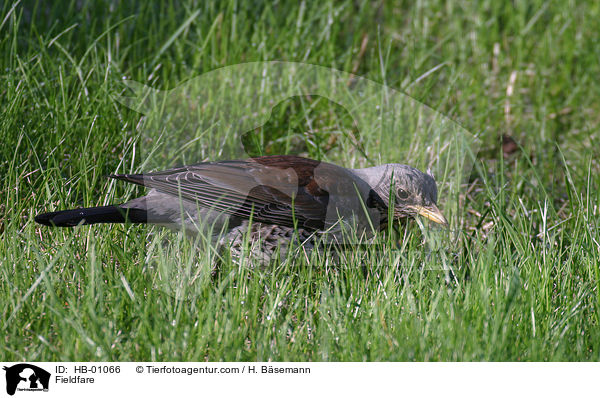 Wacholderdrossel / Fieldfare / HB-01066