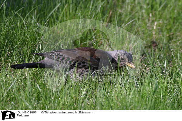 Fieldfare / HB-01066