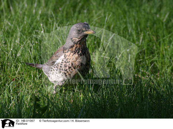 Wacholderdrossel / Fieldfare / HB-01067