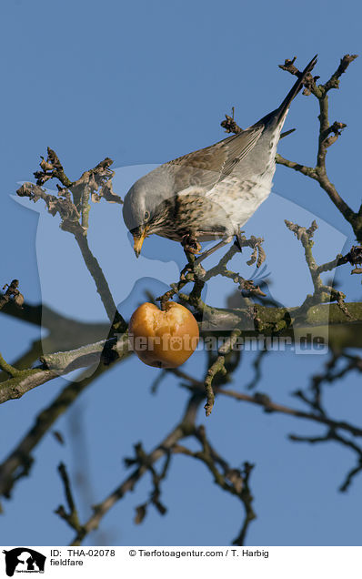 fieldfare / THA-02078