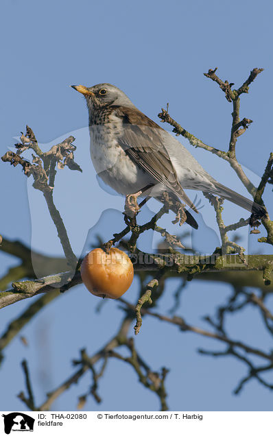 fieldfare / THA-02080