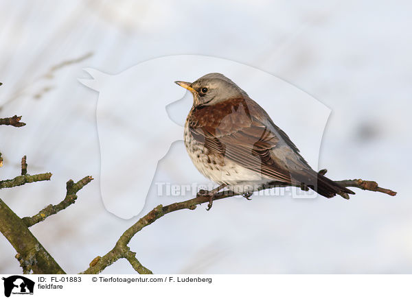 Wacholderdrossel / fieldfare / FL-01883