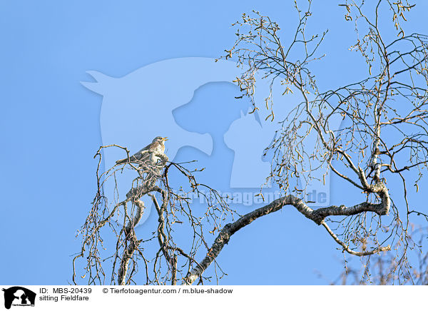 sitzende Wacholderdrossel / sitting Fieldfare / MBS-20439