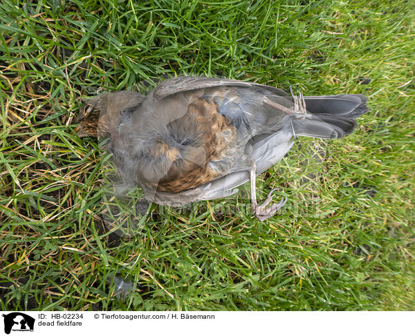 dead fieldfare / HB-02234