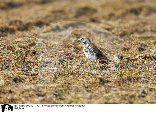 Wacholderdrossel / fieldfare / MBS-26242