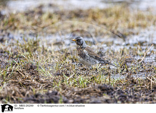 Wacholderdrossel / fieldfare / MBS-26289