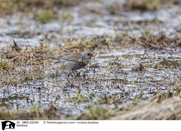 Wacholderdrossel / fieldfare / MBS-26290