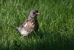 Fieldfare