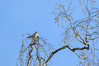 sitting Fieldfare