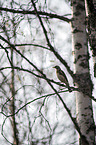 sitting Fieldfare