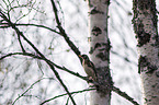 sitting Fieldfare