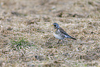 fieldfare