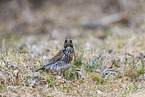 fieldfare