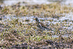 fieldfare