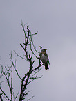 fieldfare