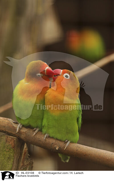 Pfirsichkpfchen / Fischers lovebirds / HL-03108