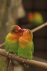 Fischers lovebirds