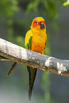 Fischer's lovebird