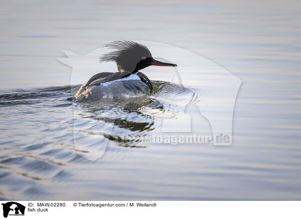 Mittelsger / fish duck / MAW-02280