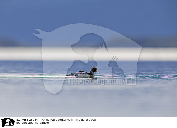 Mittelsger / red-breasted merganser / MBS-28524