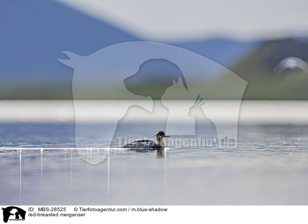 Mittelsger / red-breasted merganser / MBS-28525