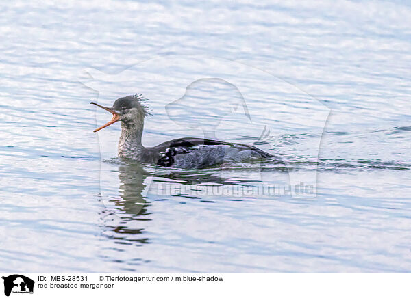 Mittelsger / red-breasted merganser / MBS-28531