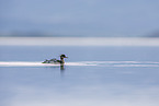 red-breasted merganser