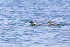 red-breasted merganser