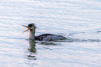red-breasted merganser