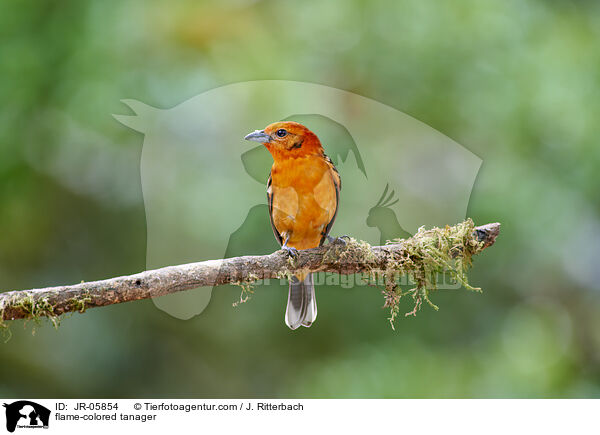 Bluttangare / flame-colored tanager / JR-05854