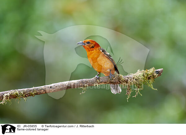 Bluttangare / flame-colored tanager / JR-05855