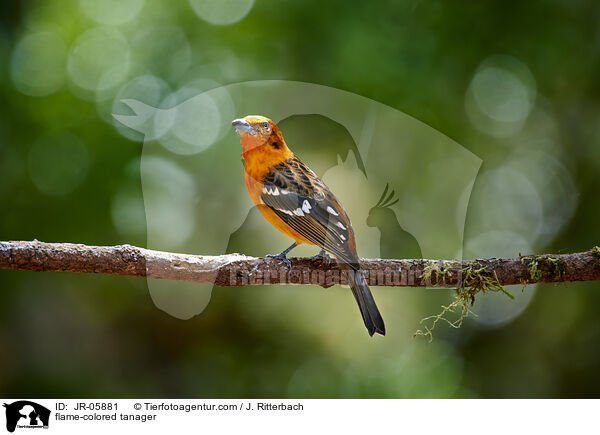 Bluttangare / flame-colored tanager / JR-05881