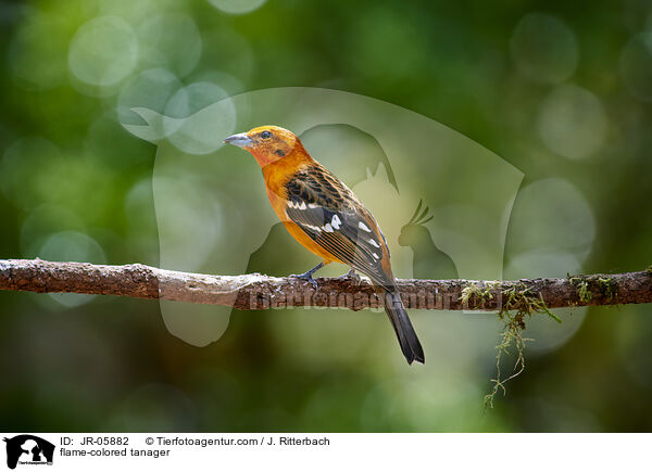 flame-colored tanager / JR-05882
