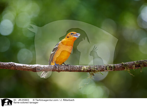Bluttangare / flame-colored tanager / JR-05883