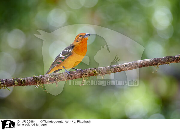 Bluttangare / flame-colored tanager / JR-05884