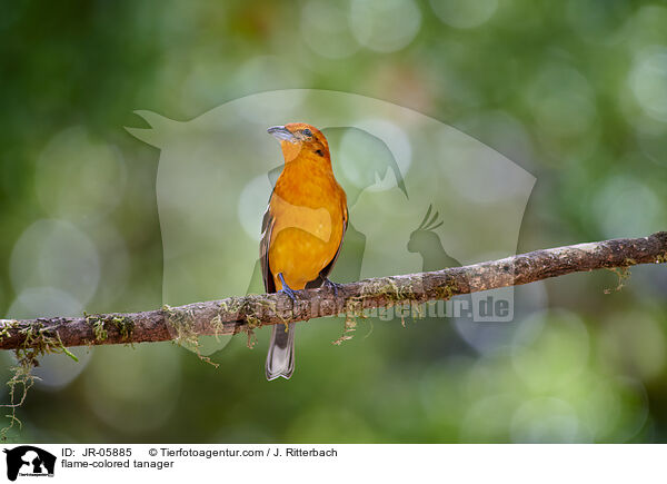 Bluttangare / flame-colored tanager / JR-05885