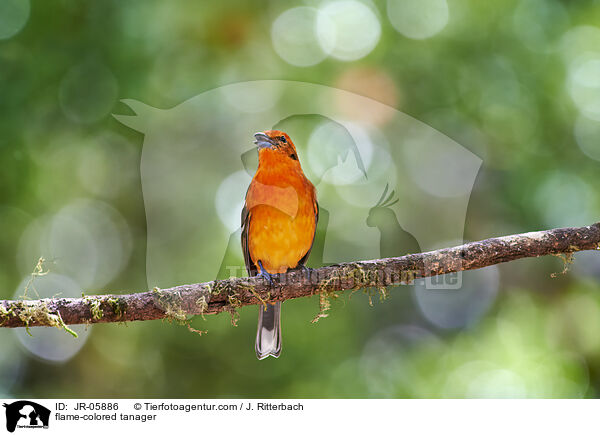 Bluttangare / flame-colored tanager / JR-05886