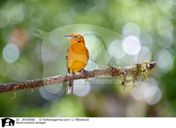 flame-colored tanager / JR-05888