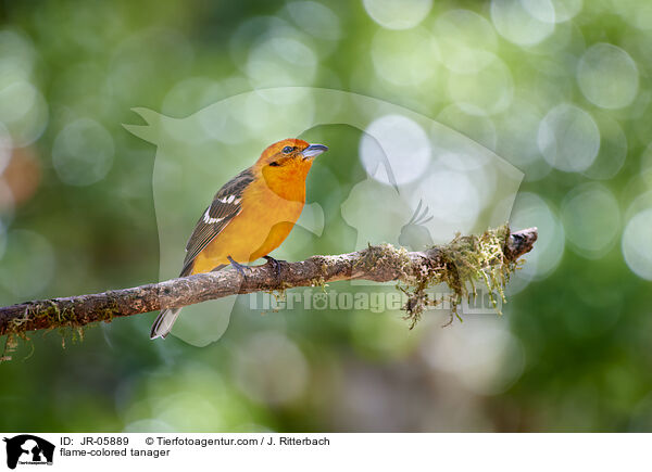 flame-colored tanager / JR-05889