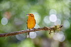 flame-colored tanager