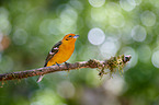 flame-colored tanager