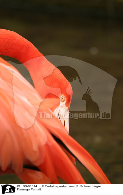 Flamingo Portrait / Flamingo Portrait / SS-01014