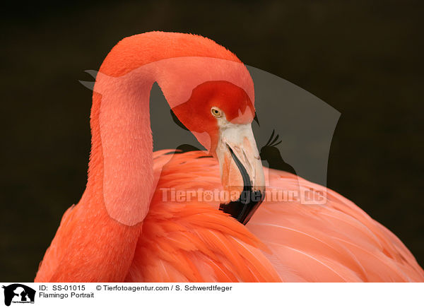 Flamingo Portrait / SS-01015