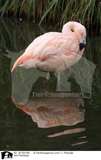 Roter Flamingo beim putzen / red Flamingo / IP-00158