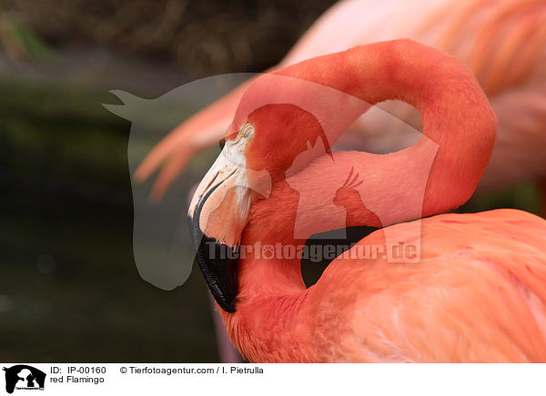 Roter Flamingo beim putzen / red Flamingo / IP-00160