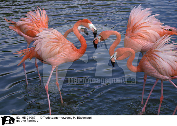 Rosa Flamingo / greater flamingo / HB-01087