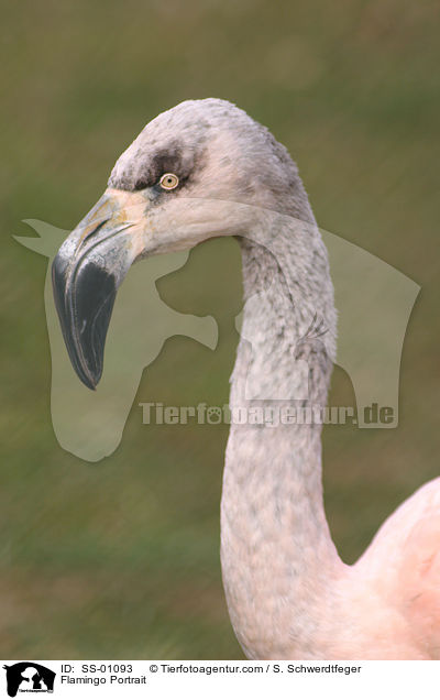 Flamingo Portrait / Flamingo Portrait / SS-01093