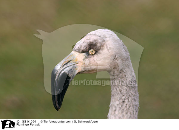 Flamingo Portrait / Flamingo Portrait / SS-01094